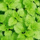 Menthol（メンソール）リキッド